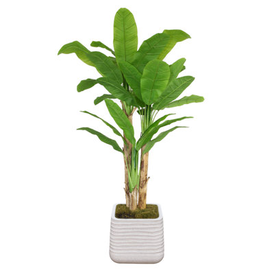 Bananier 78,57 po en pot