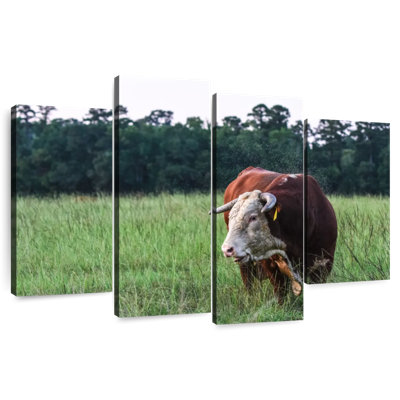 Brampt Hereford Bull