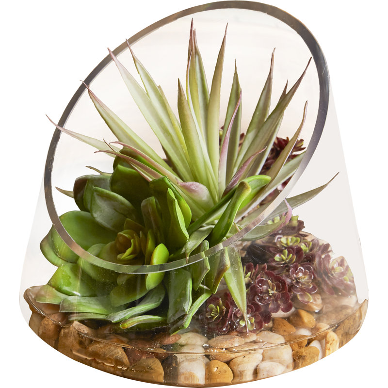 Echeveria & Marginata in Water Arrangement Planter