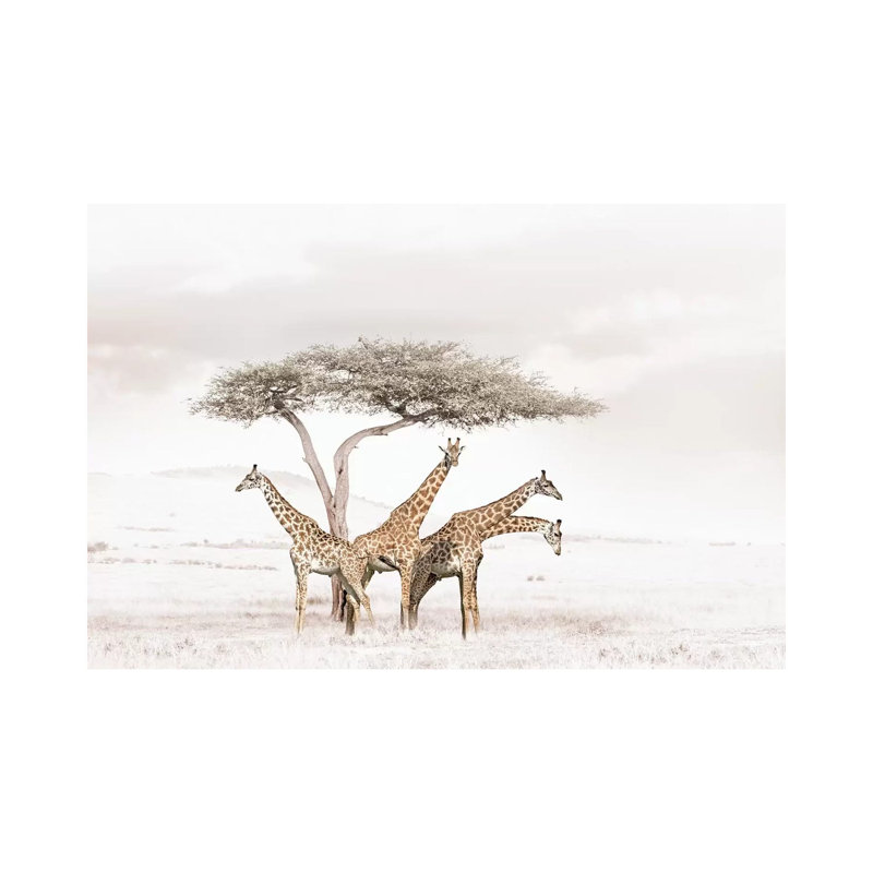 White Giraffes by Klaus Tiedge - Print on Canvas, Wrapped Canvas, 20.32 cm H x 30.48 cm W