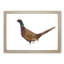 Pheasant Bird in Winter - Framed Print-56704609-56704610