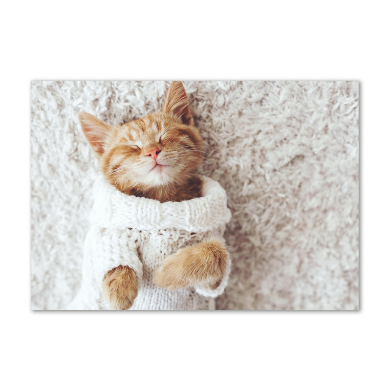 Kitten In A Sweater - No Frame Print on Canvas