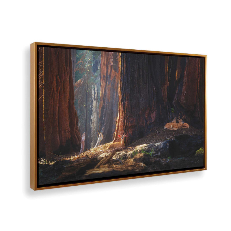 «Deer at the séquoias I» par Martin Podt, reproduction d'art, 30 W x 20 H, Gold, Framed Canvas