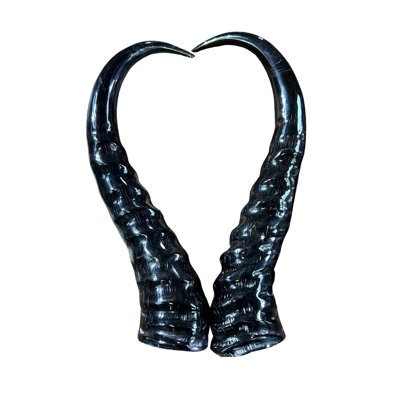 Polished Springbok 2 Horns Set (Left And Right)