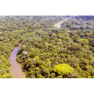 " Amazon Rainforest "