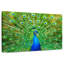 Crowle flamboyant paon-111859700