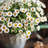 Silk Cloth Daisy Arrangement