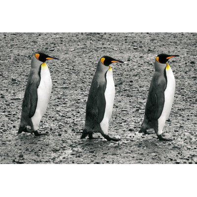 The Bachelors by Wild Apple Portfolio - Wrapped Canvas Print