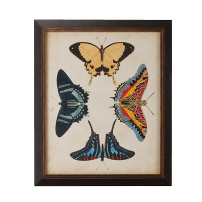 Display of Butterflies III Framed Graphic Art Canvas