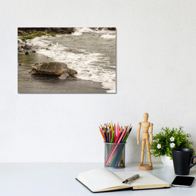 USA, Hawaii, Punalu'u Black Sand Beach. Green Sea Turtle Entering Surf. by Jaynes Gallery - Wrapped Canvas Print