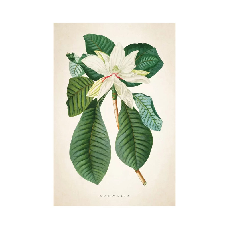 Magnolia Botanical Print II by Aged Pixel - Wrapped Canvas Gallery-Wrapped Canvas Giclée, 20.32 cm H x 30.48 cm W x 1.91 cm D