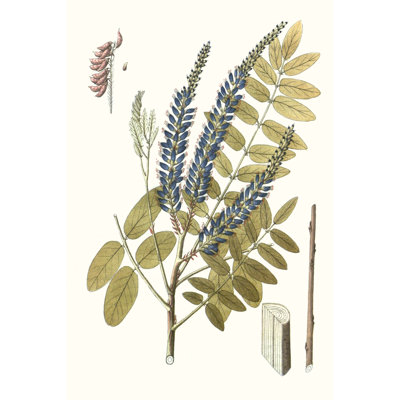 Lacy Leaves II by Unknown - Painting Print