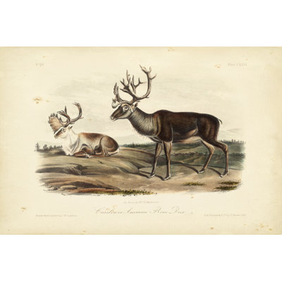 Caribou by John Audubon - Painting