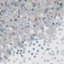 Holographic Stars Confetti