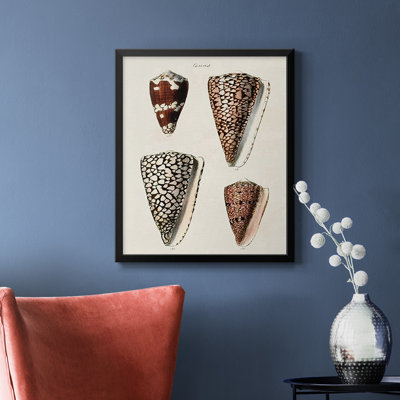 Cone Shell Collection I, toile encadrée de qualité supérieure - prête à être accrochée