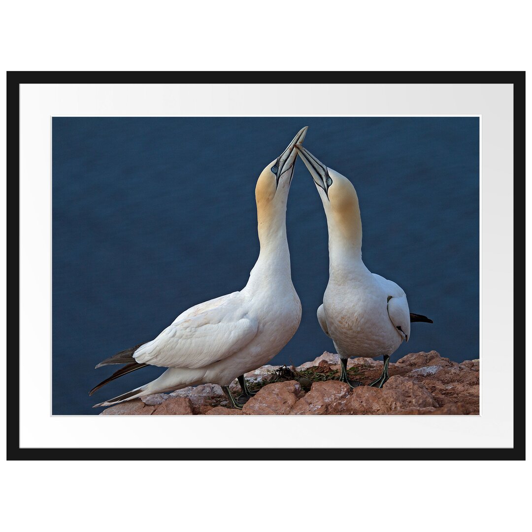 Gerahmtes Poster Außergewöhnliche Vögel am Meer