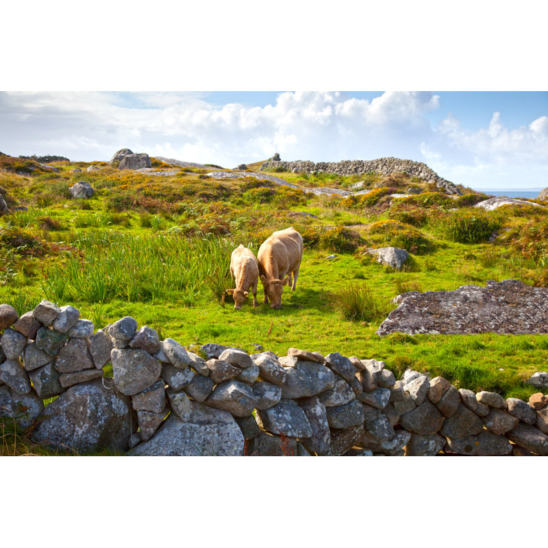 Irish Cows On Pasture - Wrapped Canvas Print, 30cm H x 46cm W x 3.8cm D