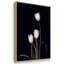 Tulipe Pose I-91891665-91891666
