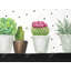 «Mini Cactus and Succulents - Exotic Botanical», reproduction encadrée