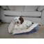 Pet Bed-75260369