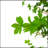 76" Artificial Enkianthus Tree With Pot