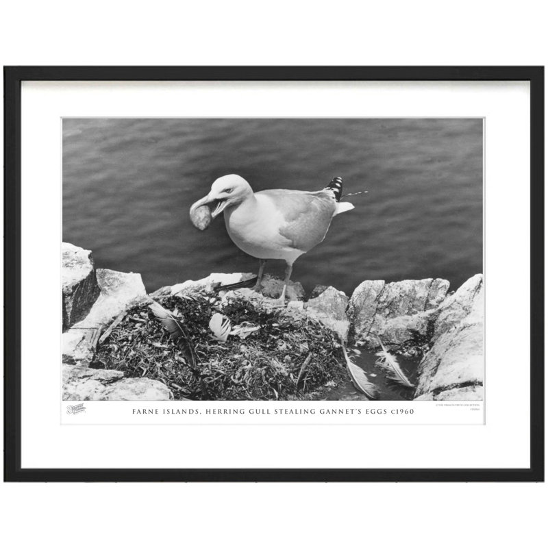 Farne Islands, Herring Gull Stealing Gannet's Eggs C1960 - Single Picture Frame Print, 40cm H x 50cm W x 2.3cm D