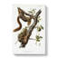 Orange-bellied Squirrels by J.W. Audubon - Wrapped Canvas-55313345