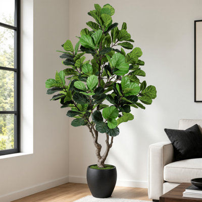 Ficus à feuilles de violon de 7 pi de luxe, ficus réaliste à feuilles de violon, livré avec une jardinière noire, une plante d'intérieur en pot haut de gamme, parfaite pour décorer les salons et les bureaux