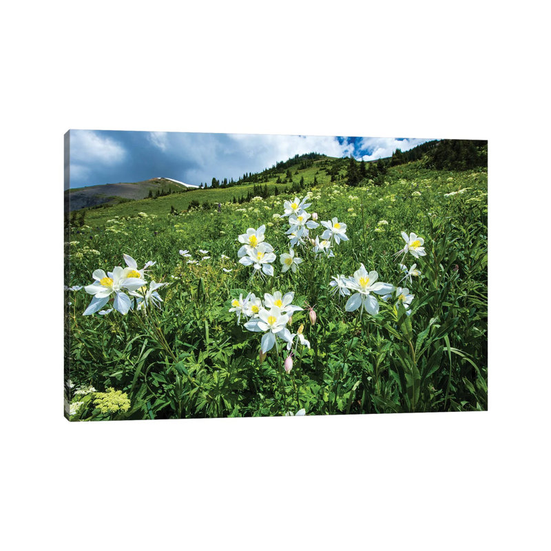 Wildflowers Growing in a Field, Crested Butte, Colorado, USA 1 Piece Wrapped Canvas Wall Art, 20.32 cm H x 30.48 cm W