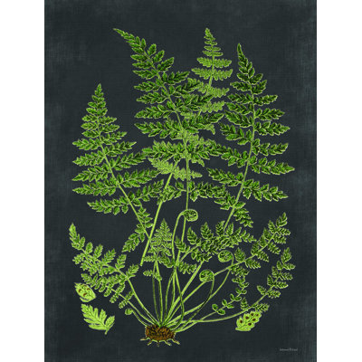 " Fern Study "