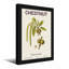 Plantes et fleurs châtaignier botanique-1383950054-1383950049-1383950051