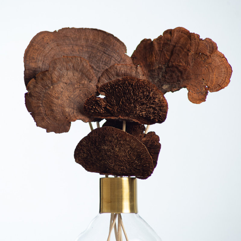 Champignon éponge naturel préservé dans un vase, Orangé