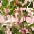 Green/Pink/White selected