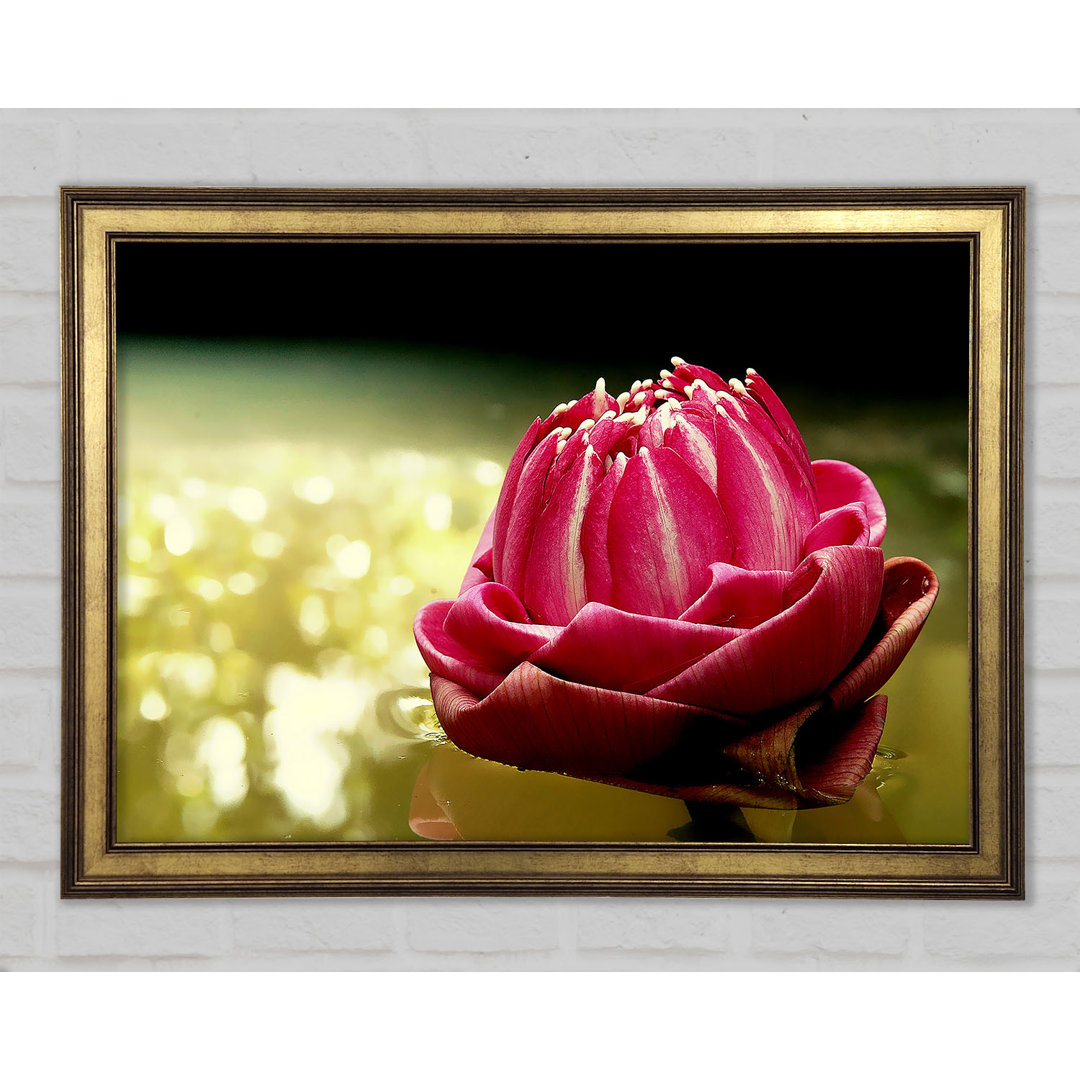 Pink Water Lily Sparkle - Einzelner Bilderrahmen Kunstdrucke