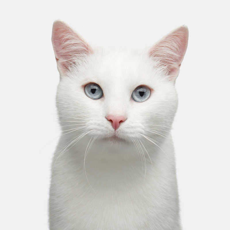 Portrait Of White Cat by Seregraff - Wrapped Canvas Print, 30cm H x 30cm W