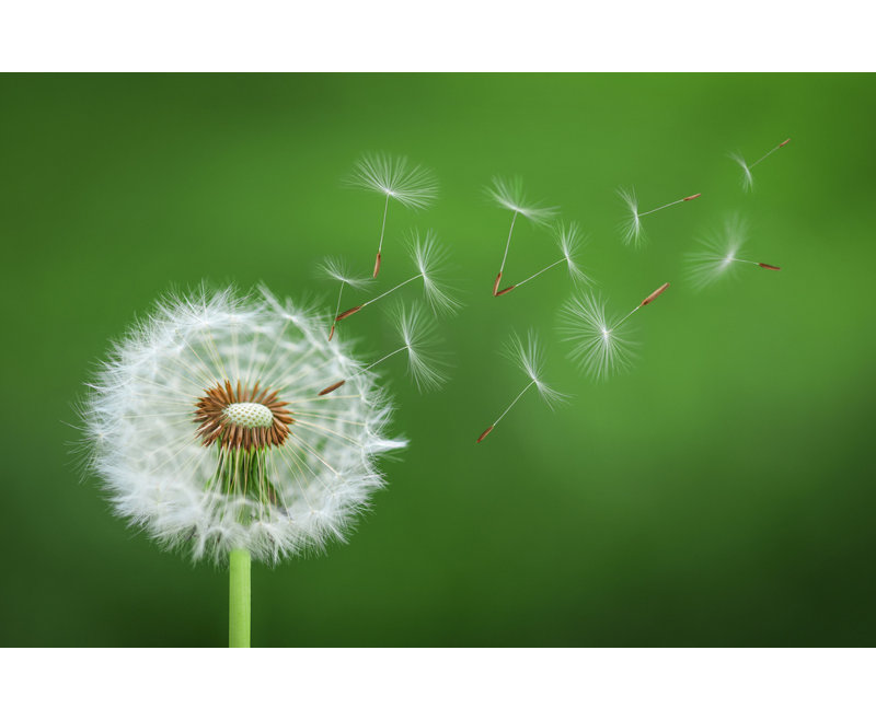 Wrapped Canvas Print, 81.28 cm H x 121.92 cm W