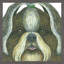 « shih tzu », reproduction d’art encadrée-21180330