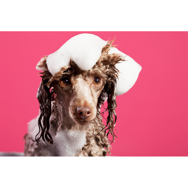 Laver le chien par Ultramarinfoto, H 20 po x l 30 po