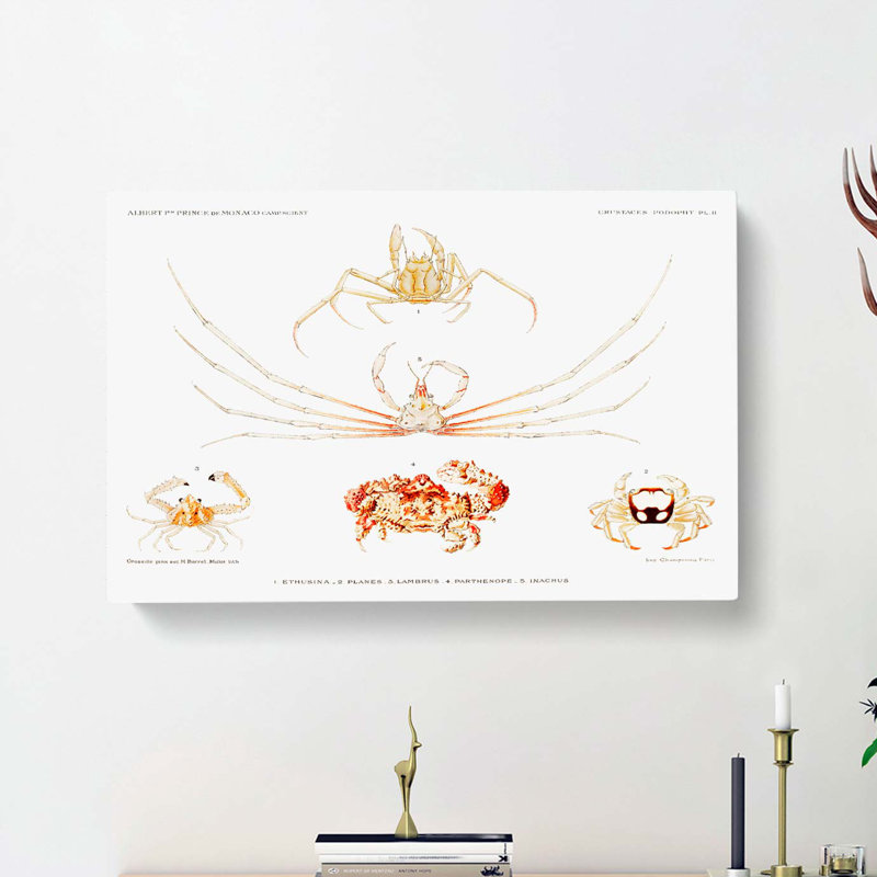 Crab Varieties by Albert I - Wrapped Canvas Painting, 40cm H x 60cm W x 3cm D