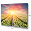 Blooming White Tulips - Reproduction de photo sur toile tendue-18433890