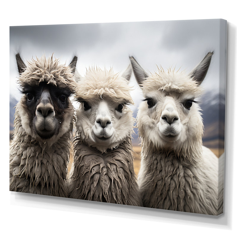 Alpacas, photographie de paysage monochrome encadrée sur toile, H 12 po x l 20 po x P 1 po, Toile tendue
