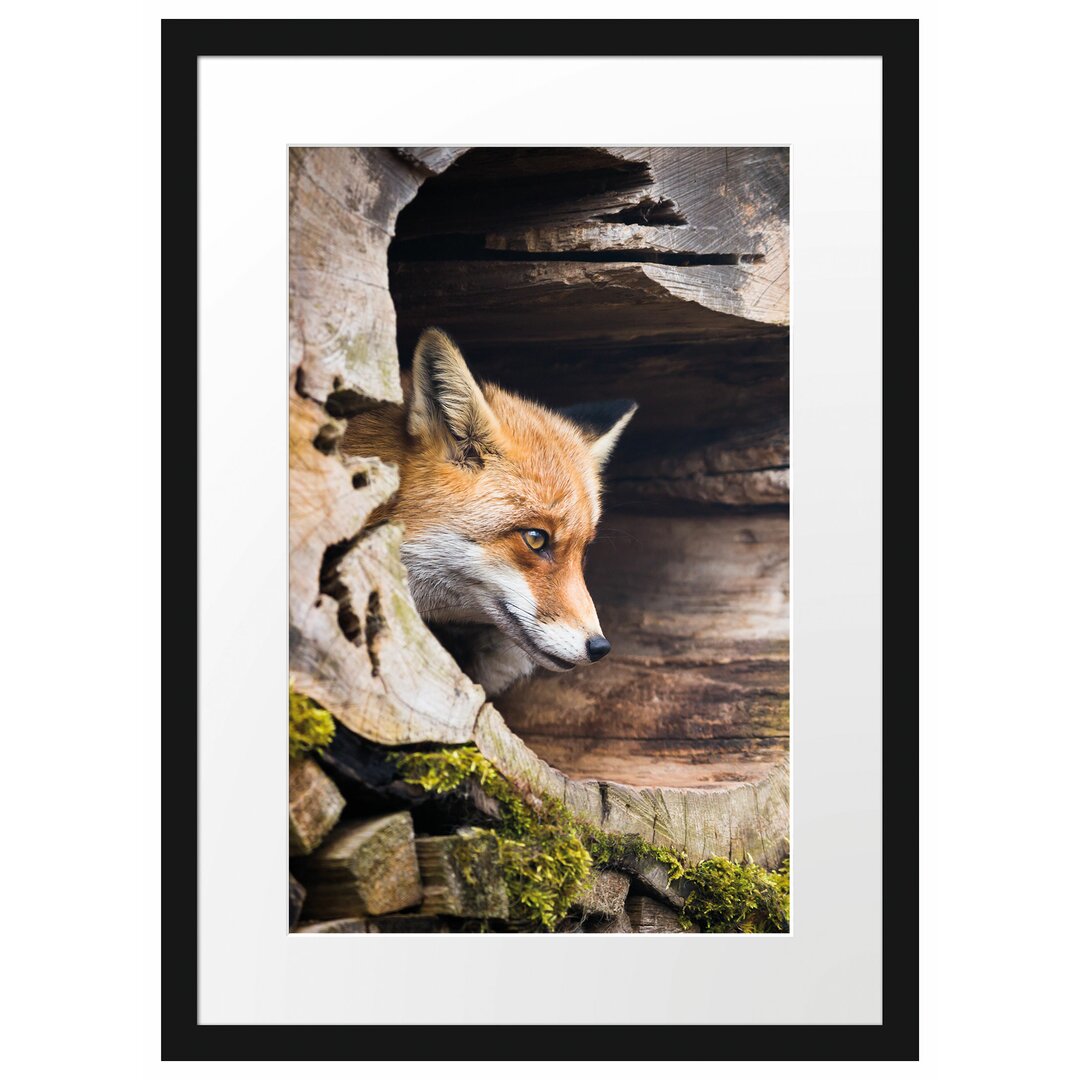 Gerahmtes Poster Fuchs im Baumstamm