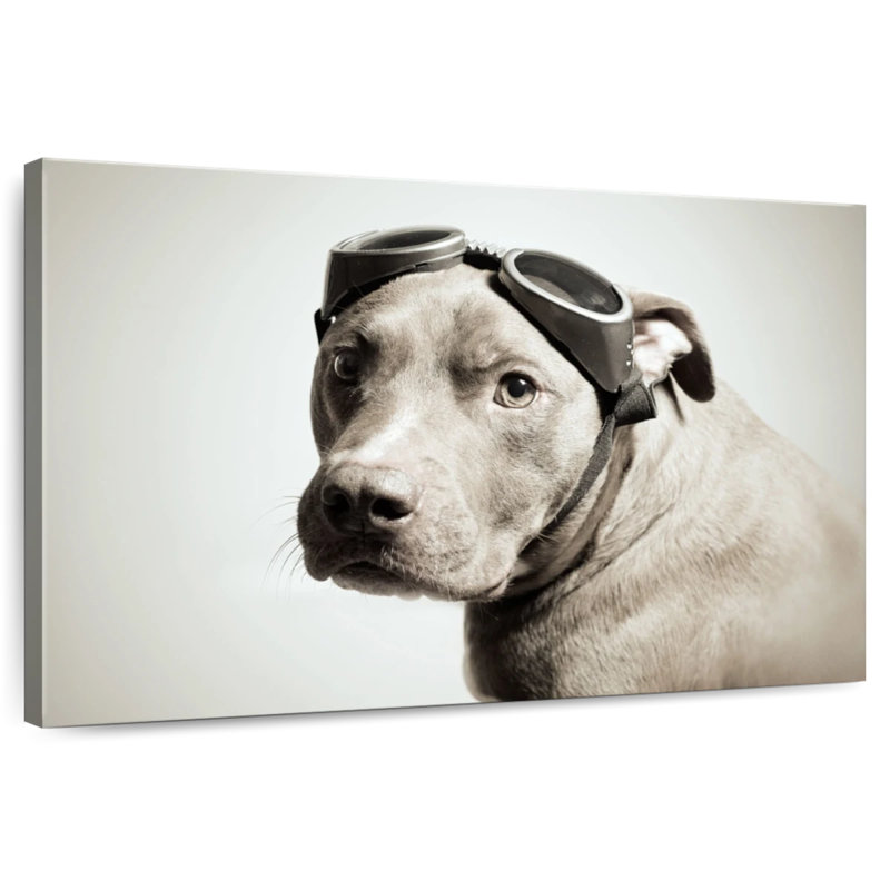 Brampt Aviator Pit Bull, 30" H x 45" W