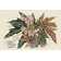 Rosalind Wheeler Begonia Varieties I On Canvas by Stroobant Painting ...