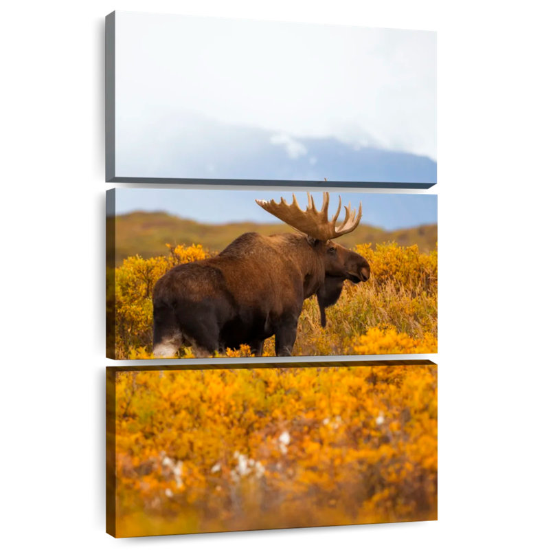 Orignal Brampt se promenant à Denali, H 50 po x l 32 po