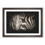 Eye Of The Zebra Paint Splash - Picture Frame Graphic Art-56915820-56915819