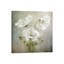 Cosmos Charm by Mandy Disher - Wrapped Canvas Print-1363932859