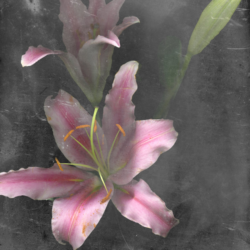 Fleur de Lys I, H 36 po x l 36 po