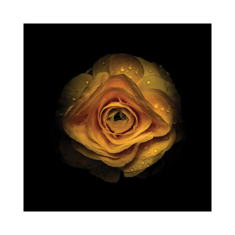 Yellow Begonia IV by Brian Carson - Wrapped Canvas Print, 66.04 cm H x 66.04 cm W x 1.91 cm D