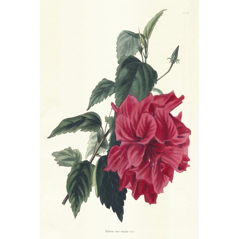 Rose Hibiscus I - Wrapped Canvas Print, 122cm H x 81cm W x 3.8cm D	